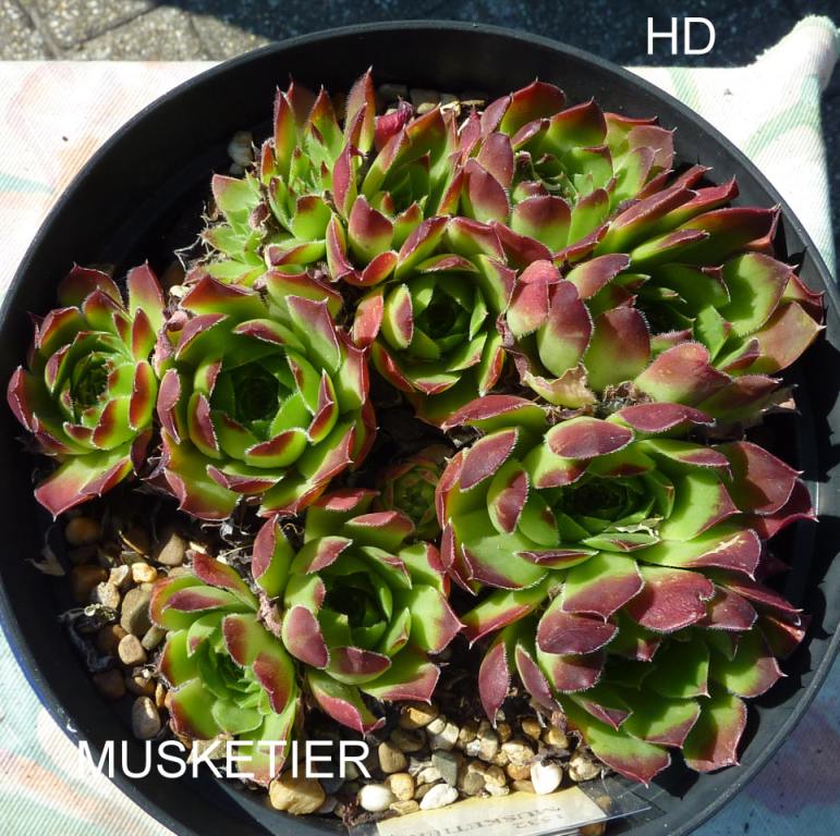Musketier / Jovi
