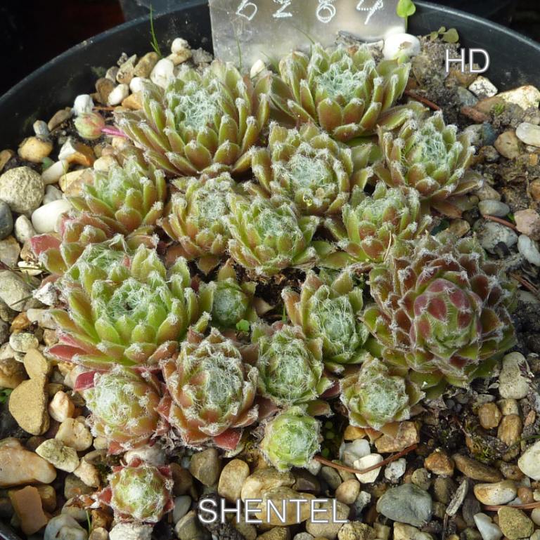 Shentel