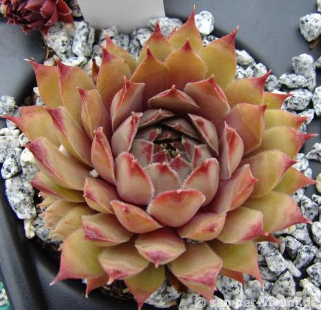 Tarentum