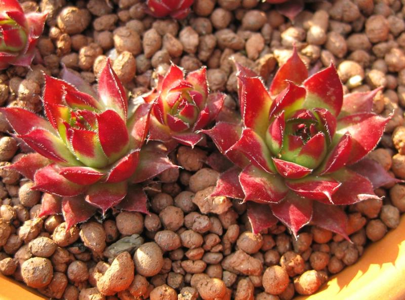 Glowing Embers