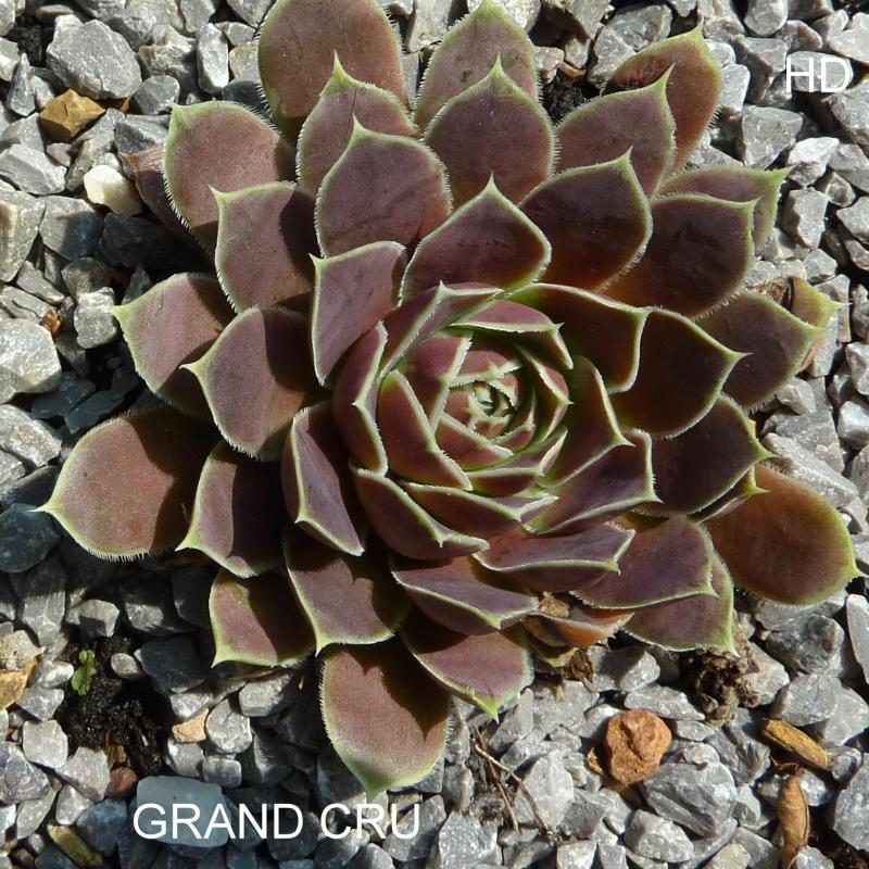 Grand Cru / Jovi