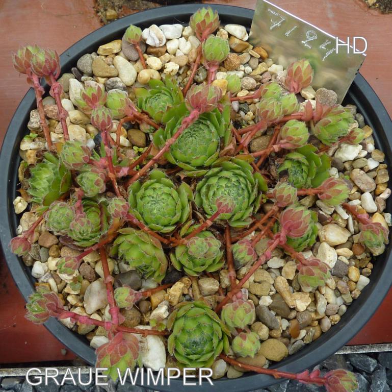 Graue Wimper