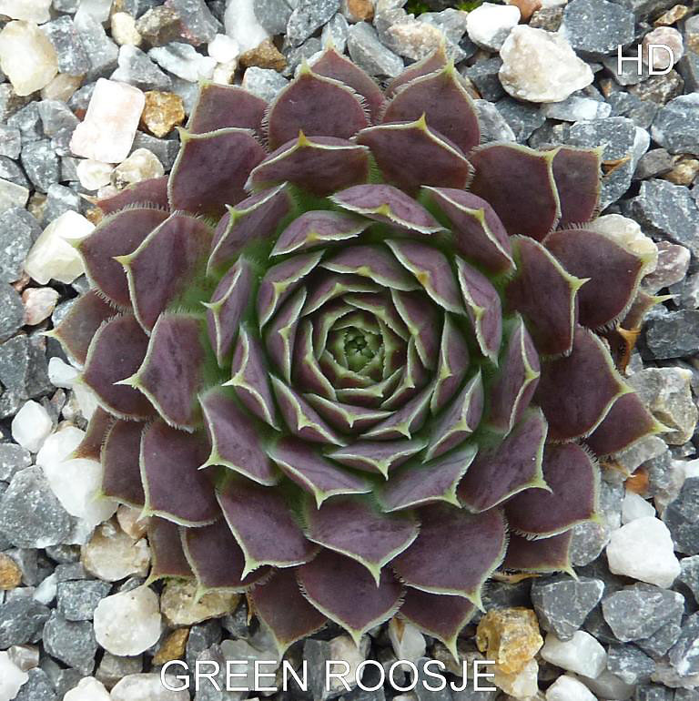Green Roosje / Jovi