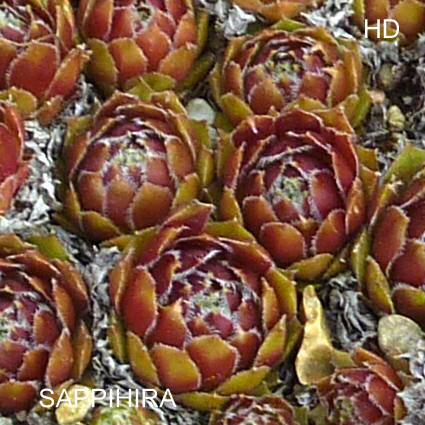 Sappihira
