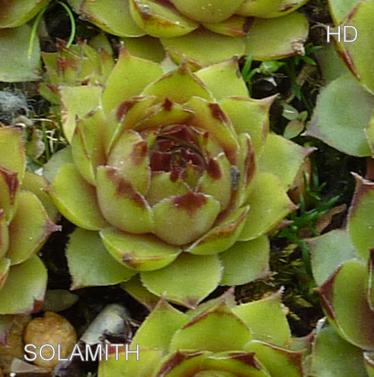 Solamith