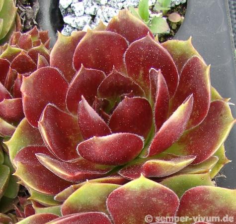 Spanish Dancer