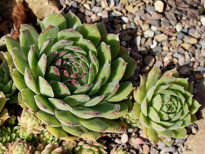 Grüne Rose