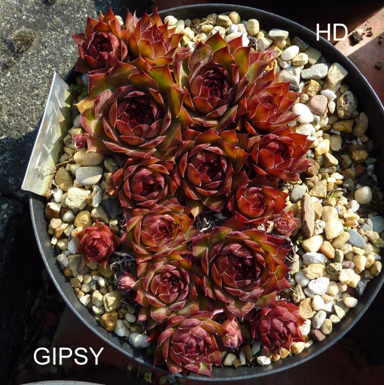 Gipsy