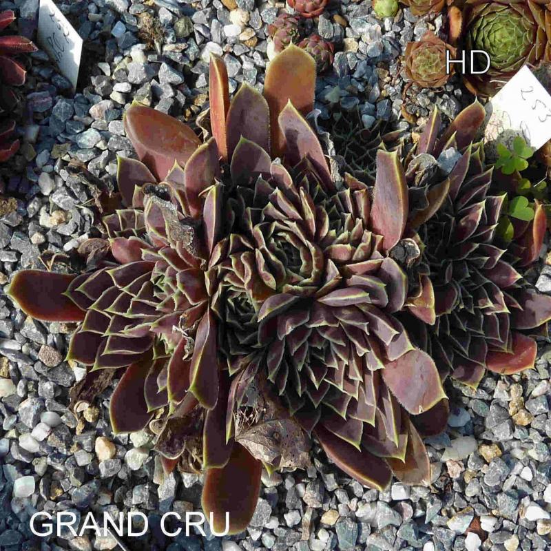 Grand Cru / Jovi