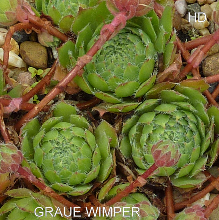 Graue Wimper