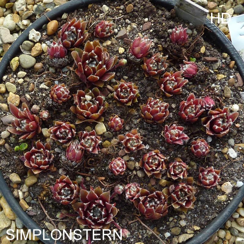 Simplonstern