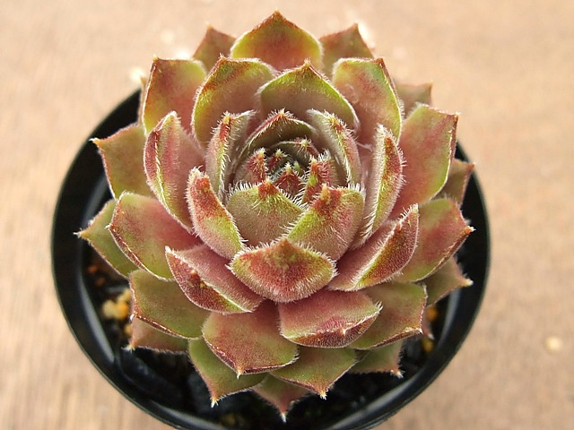 Spanish Dancer