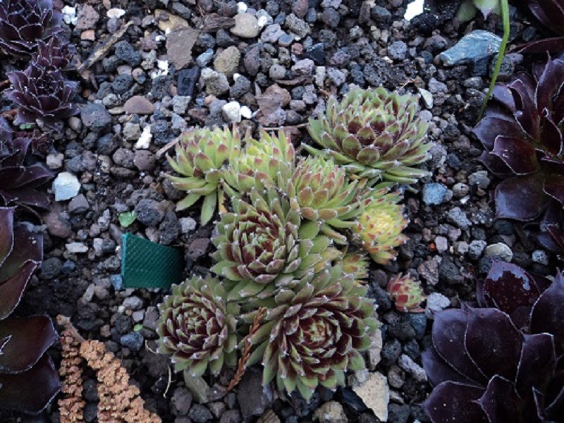 Sunburst