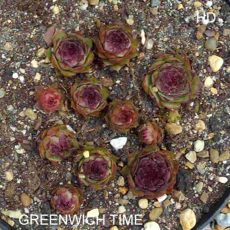 Greenwich Time