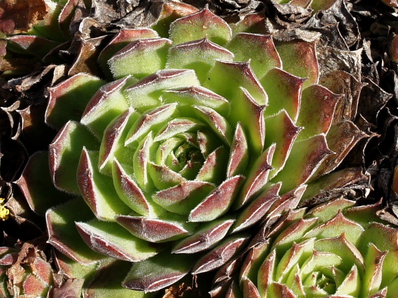 Grüne Rose