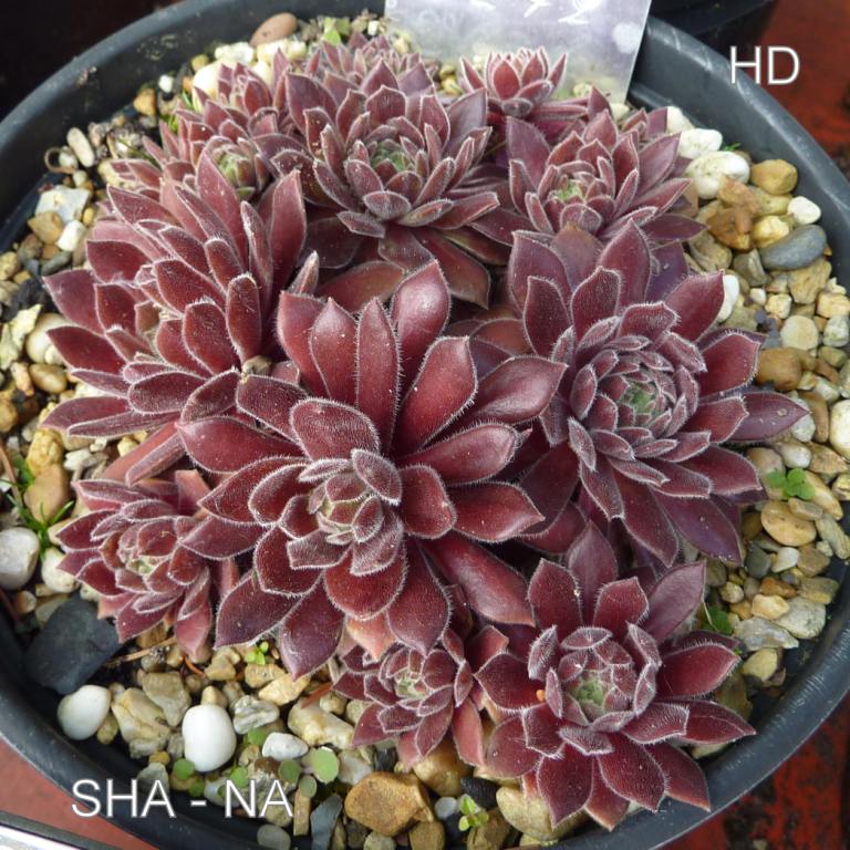 Sha-Na