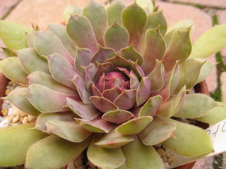 Tesoro