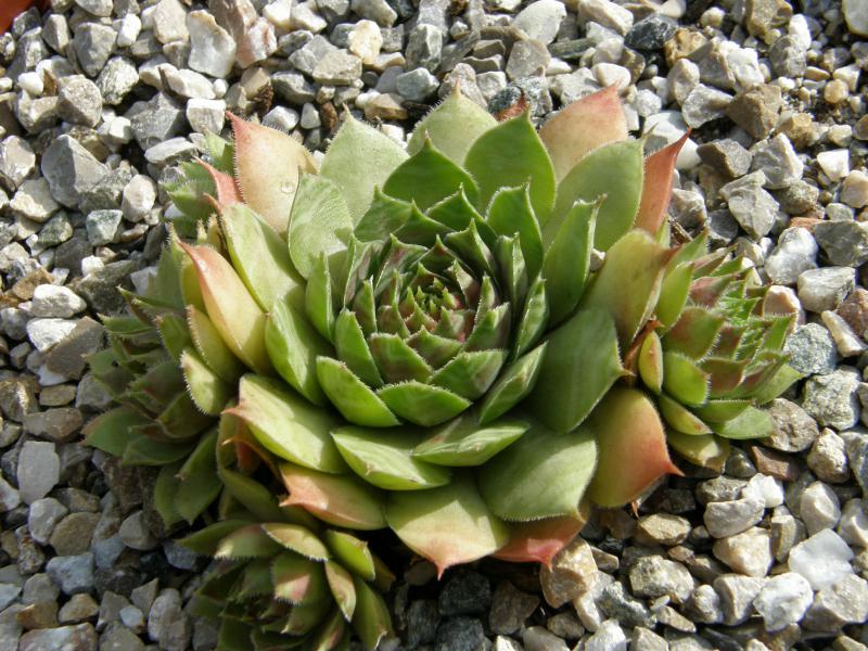 Samoa