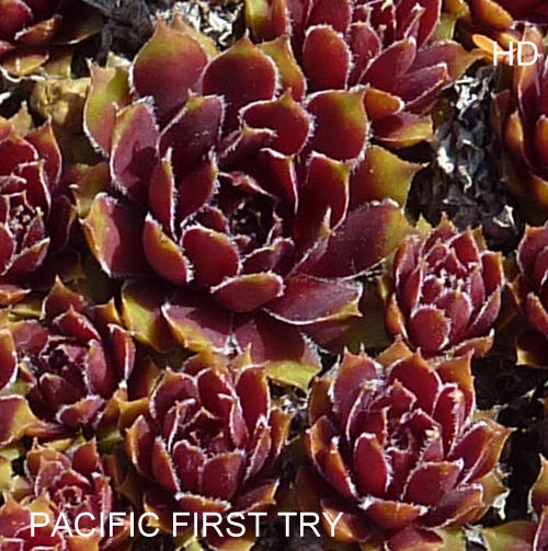 Pacific First Try