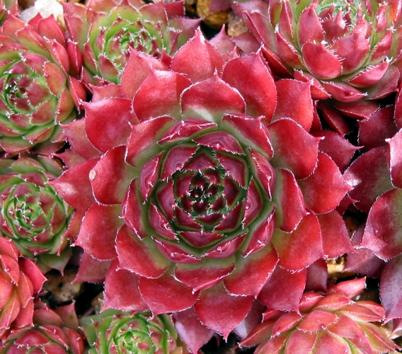 Glowing Embers