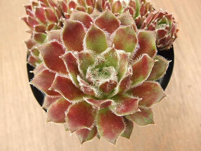 Skrocki's Beauty