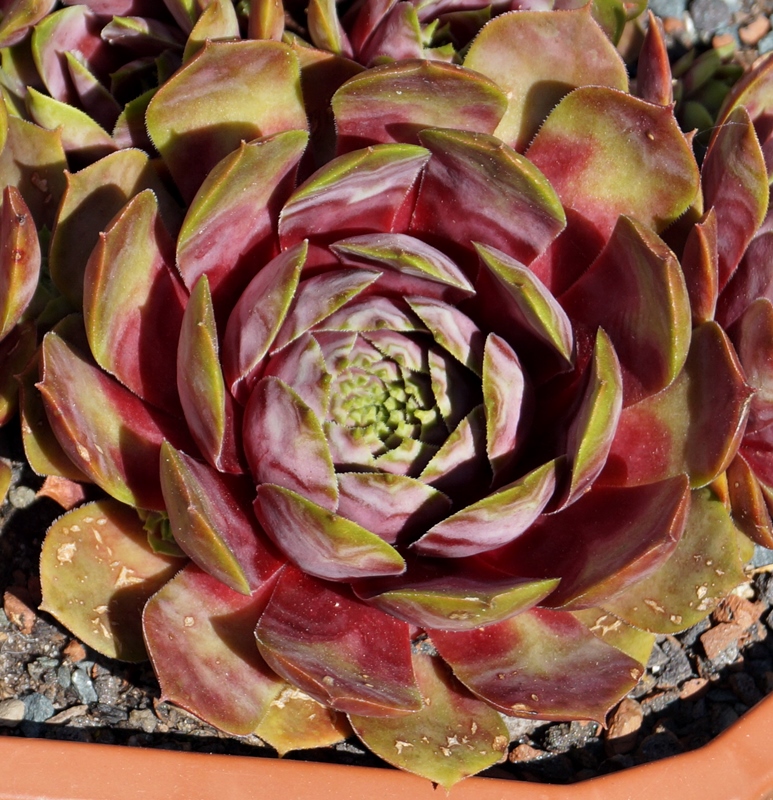 Kaleidoskop (26898)