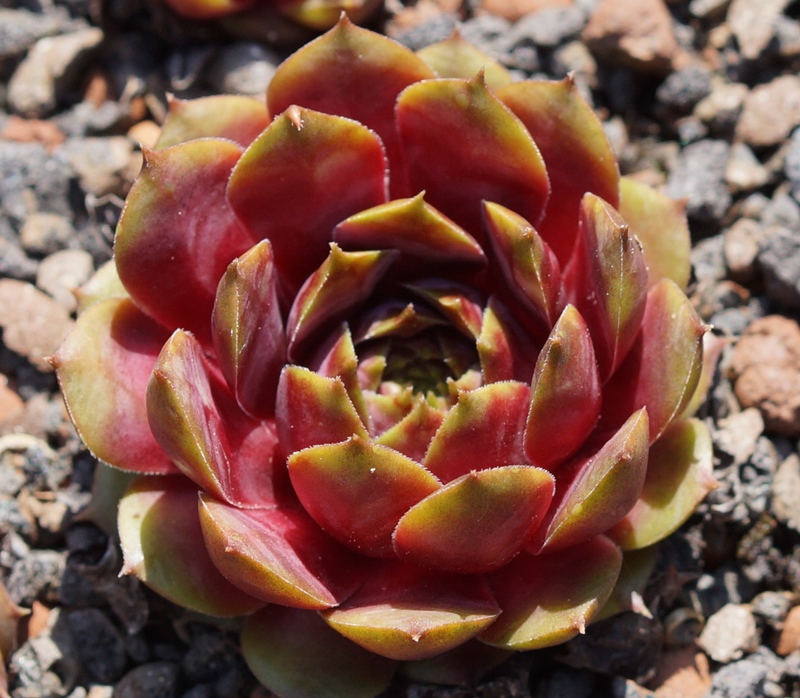 Kaleidoskop (26898)