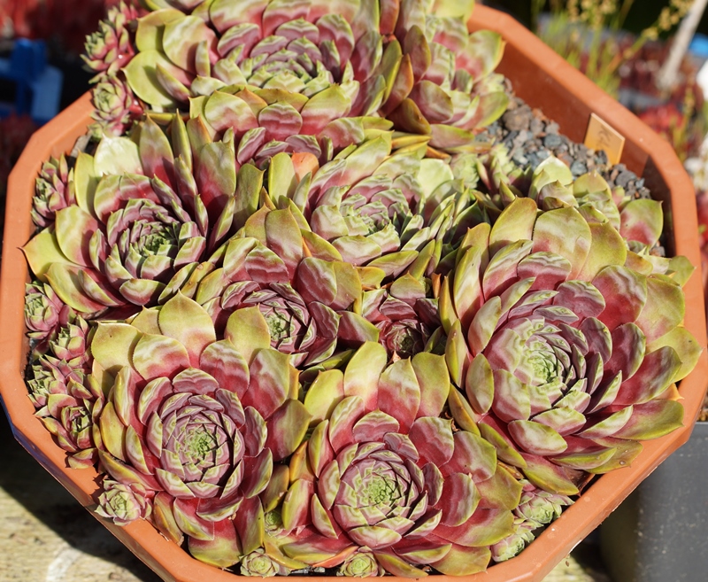 Kaleidoskop (26898)