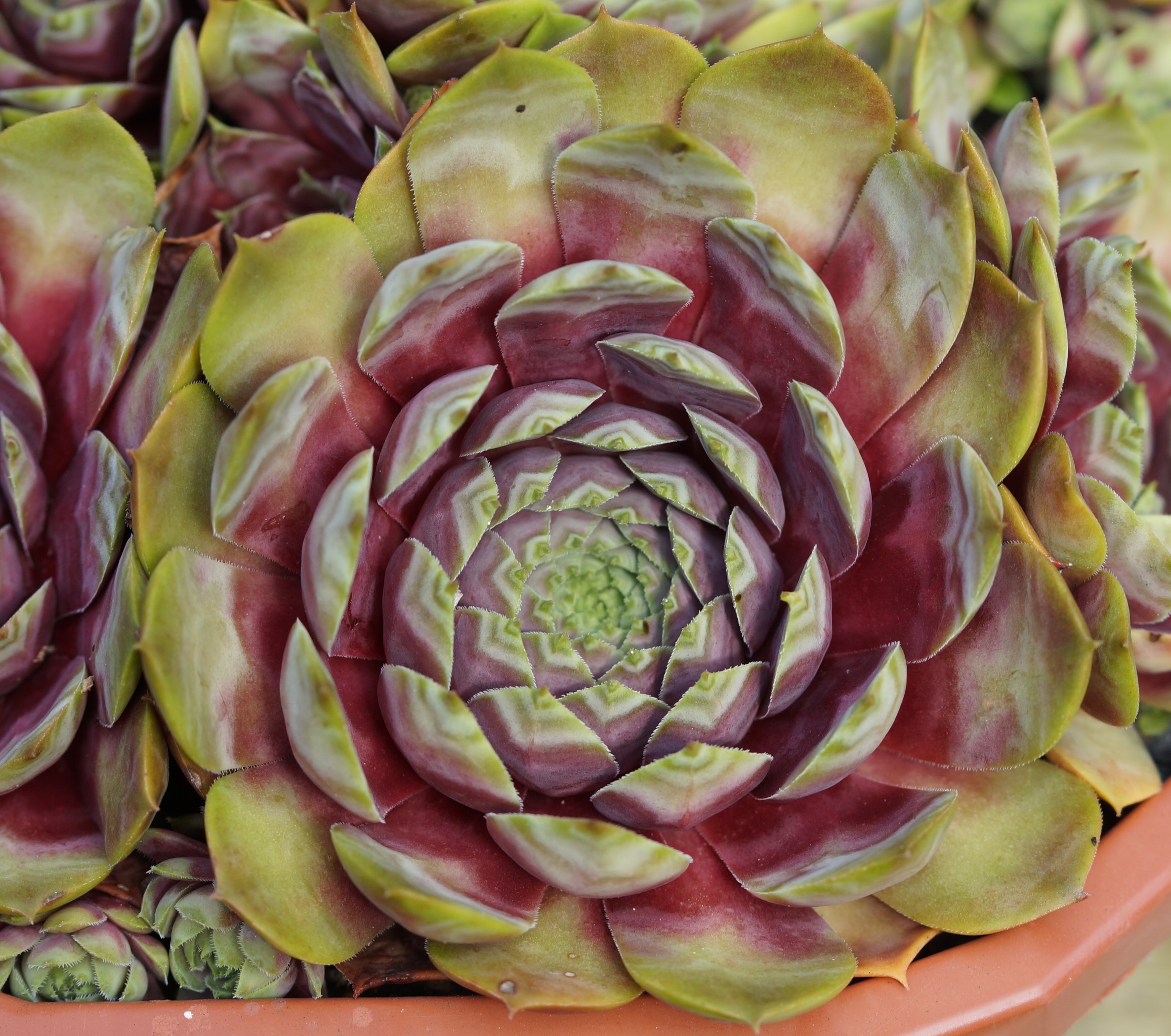 Kaleidoskop (26898)