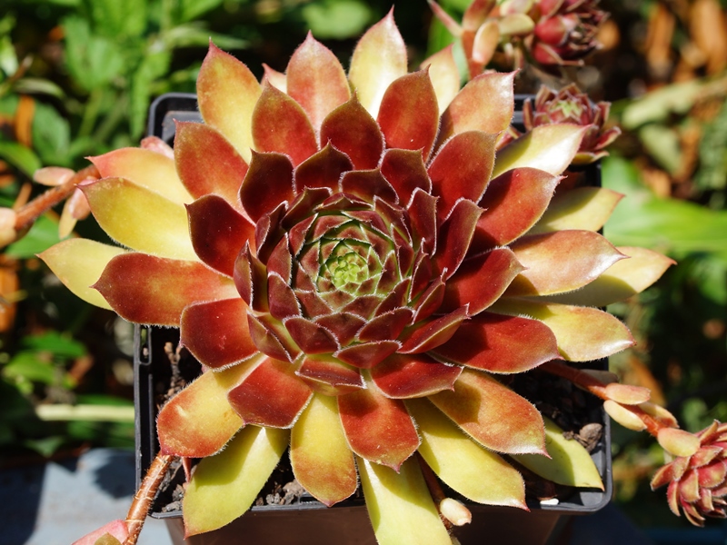 Kiki Brockenhex (26901)