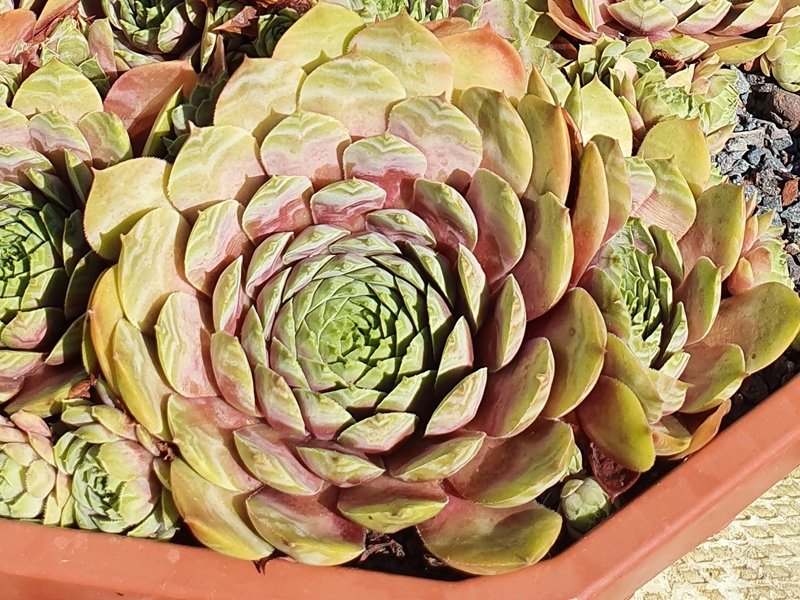 Kaleidoskop (26898)