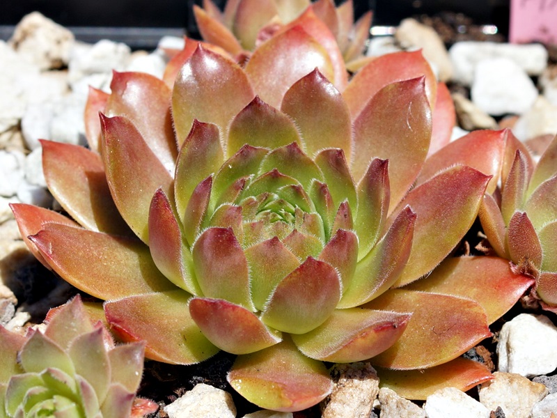 Pink Xenia (6792)