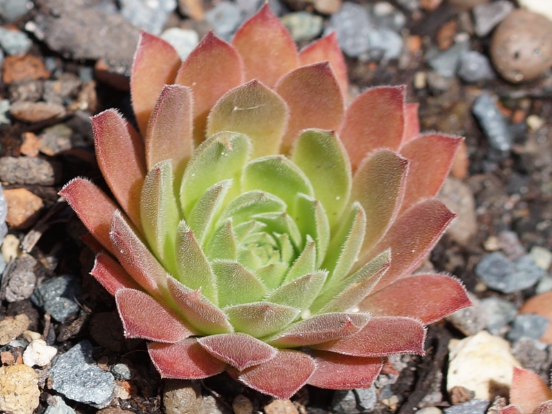 Pink Xenia (6792)