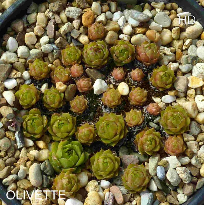 Olivette