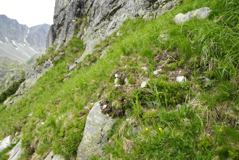 montanum ssp. carpathicum from Javorová galéria