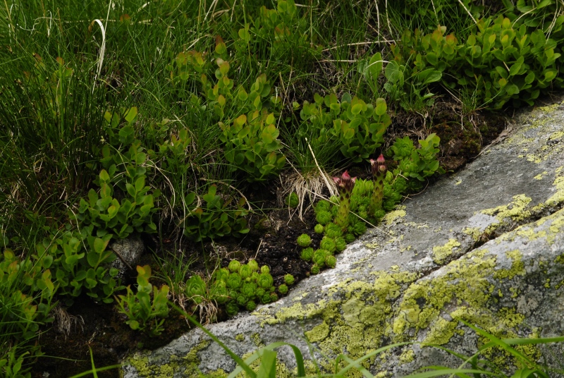 montanum ssp. carpathicum from Javorová galéria