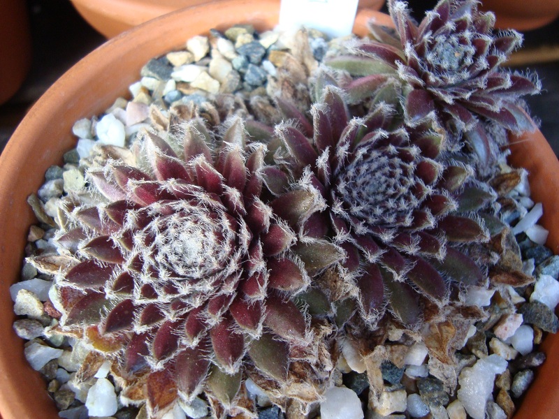 Urmina