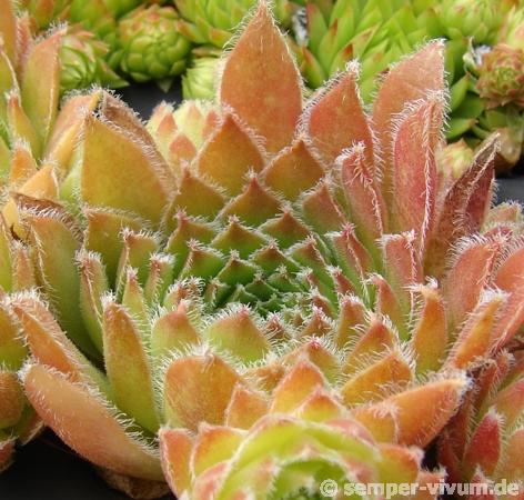 Orange Frost