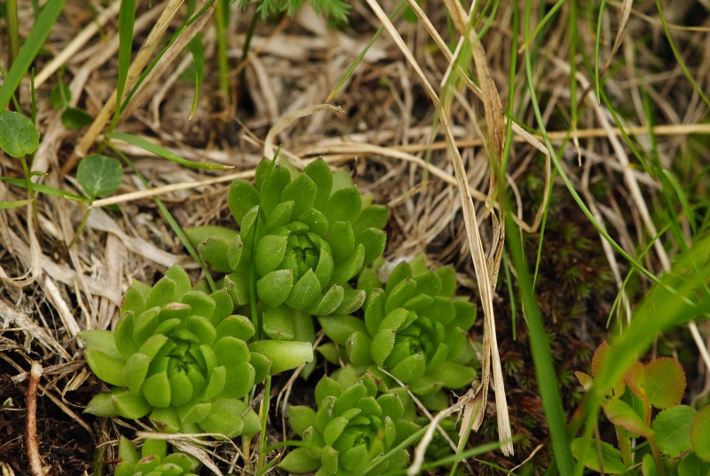 montanum ssp. carpathicum from Javorová galéria