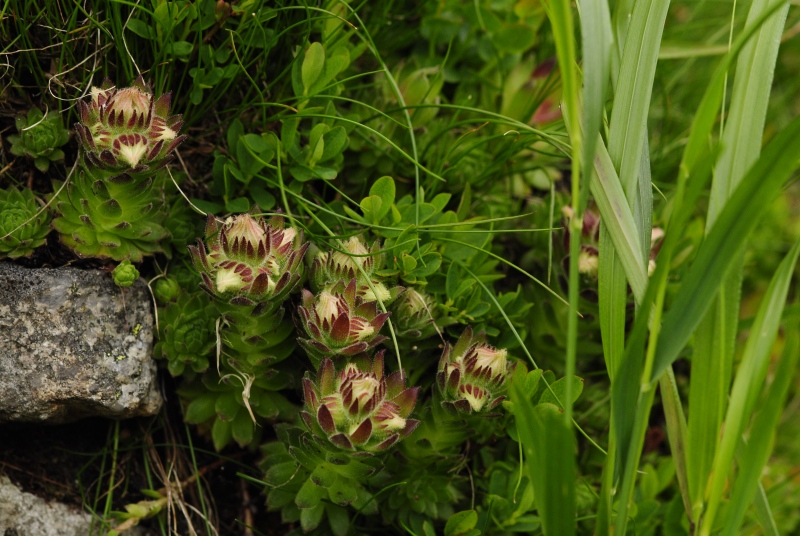 montanum ssp. carpathicum from Javorová galéria