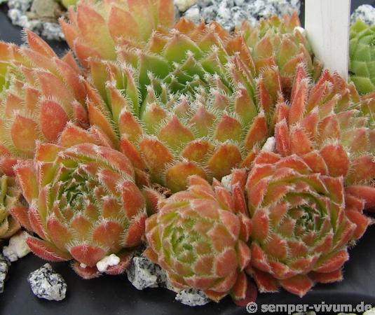 Orange Frost