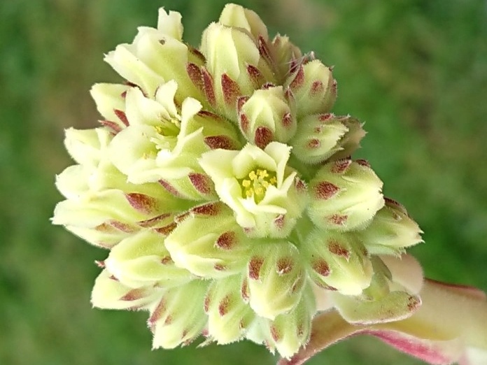 Orchidee / Jovi