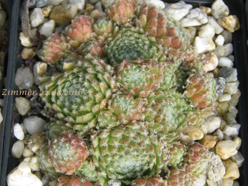 Oroyo