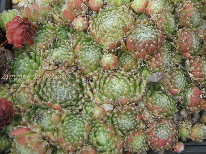 Oroyo
