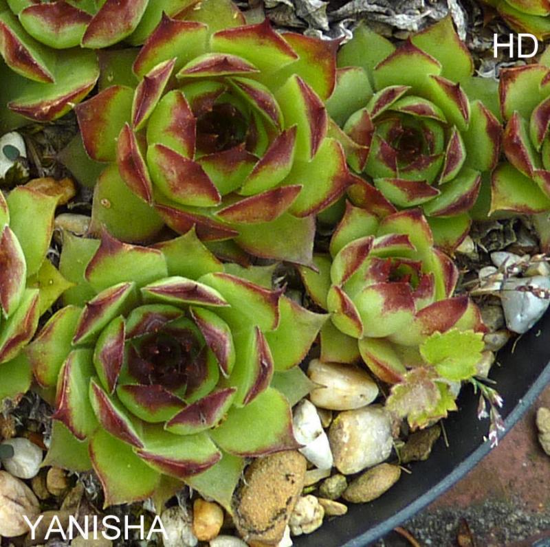 Yanisha