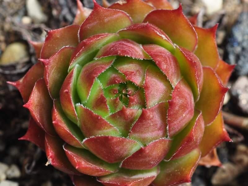Orange Glow
