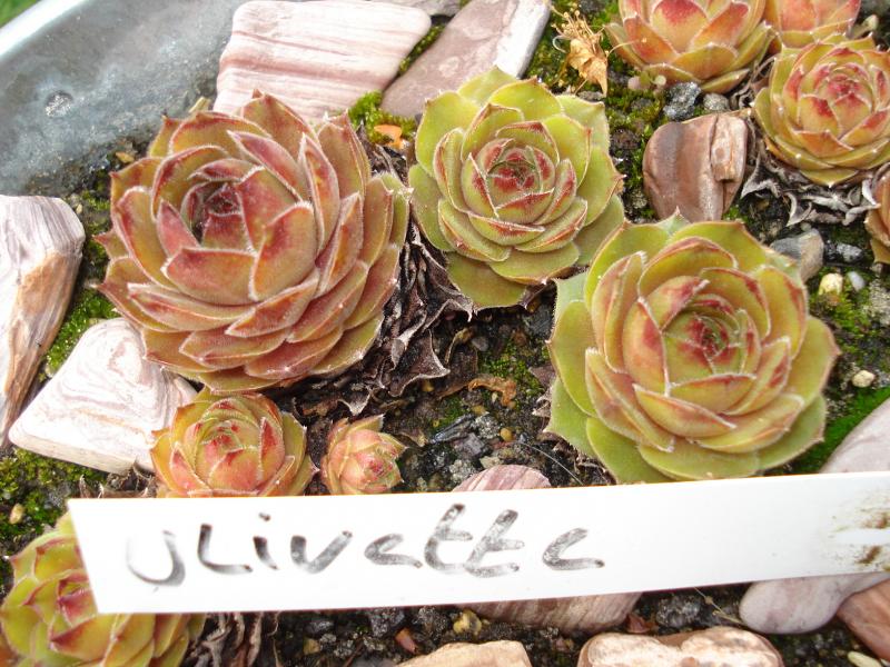 Olivette