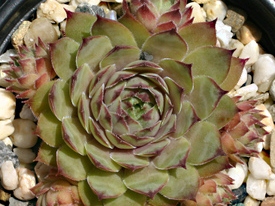 Oma's Liebling