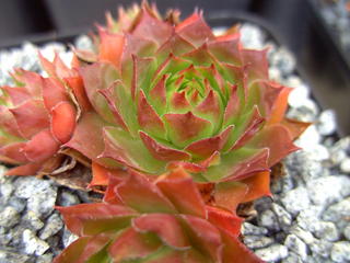 Orange Glow