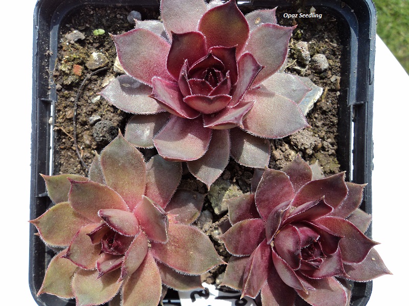Opaz Seedling